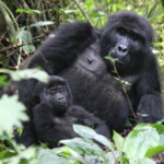 mountain gorillas in uganda - Gorilla Trekking in Uganda or Rwanda from Namibia - Mountain Gorilla Families in Uganda