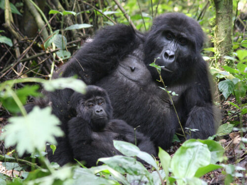 mountain gorillas in uganda - Gorilla Trekking in Uganda or Rwanda from Namibia