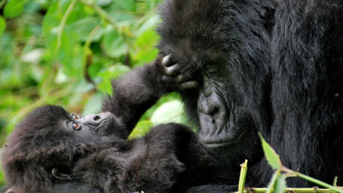 mountain gorillas volcanoes rwanda - Is Gorilla Trekking in Rwanda Worth the Cost? - Is It Safe to Travel to Uganda and Rwanda Right Now?