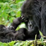 mountain gorillas volcanoes rwanda - Is Gorilla Trekking in Rwanda Worth the Cost? - Is It Safe to Travel to Uganda and Rwanda Right Now?