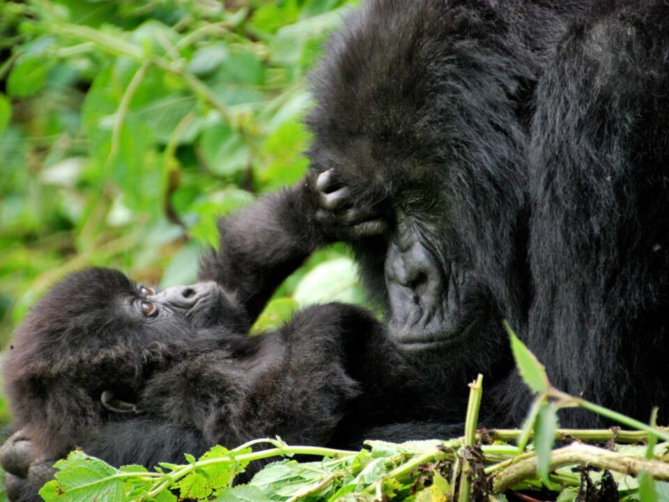 mountain gorillas volcanoes rwanda - Is Gorilla Trekking in Rwanda Worth the Cost? - Is It Safe to Travel to Uganda and Rwanda Right Now?