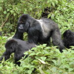 gorillas of virunga national park - Closest Airport for Gorilla Trekking in DR Congo - A Guide To Gorilla Trekking in Virunga National Park – Tips, permits, safety info, and what to expect in DR Congo.