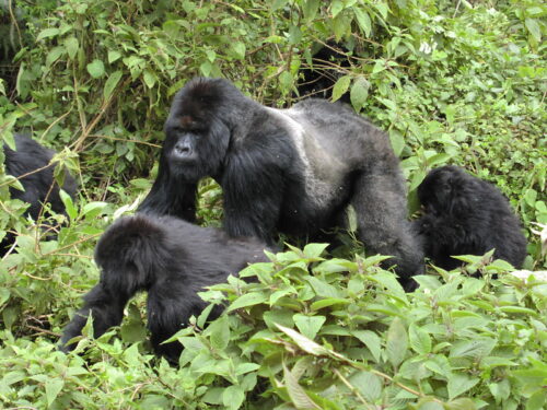 gorillas of virunga national park - Closest Airport for Gorilla Trekking in DR Congo - A Guide To Gorilla Trekking in Virunga National Park – Tips, permits, safety info, and what to expect in DR Congo.