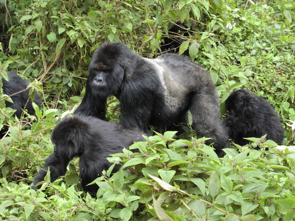 gorillas of virunga national park - Closest Airport for Gorilla Trekking in DR Congo