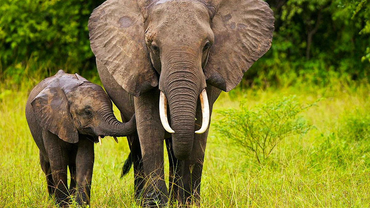 What to Know Before Going on a South Sudan Safari