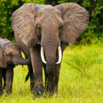 What to Know Before Going on a South Sudan Safari