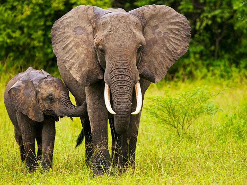 What to Know Before Going on a South Sudan Safari