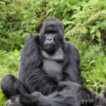 Rwanda mountain gorillas - Explore Rwanda in One Week - Best Time to See Mountain Gorillas in Rwanda - Can Seniors Trek Mountain Gorillas in Rwanda?