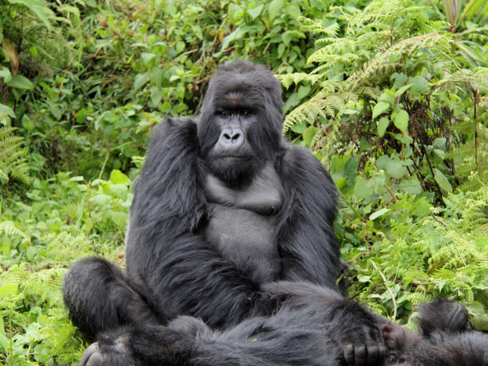 Rwanda mountain gorillas - Explore Rwanda in One Week - Best Time to See Mountain Gorillas in Rwanda - Can Seniors Trek Mountain Gorillas in Rwanda?