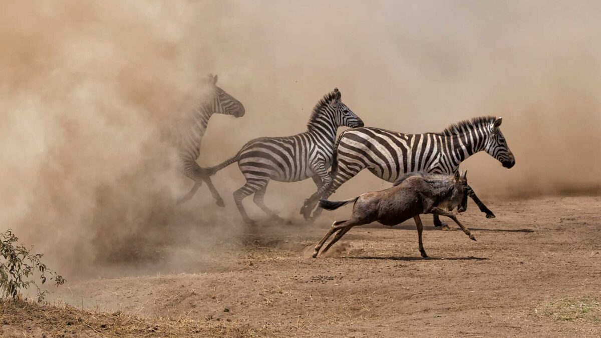 Tanzania wildebeest migration - 6 Day Tanzania Group Safari - Planning to Visit Tanzania in 2025–2027?