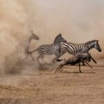 Tanzania wildebeest migration - 6 Day Tanzania Group Safari - Planning to Visit Tanzania in 2025–2027?