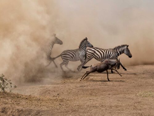 Tanzania wildebeest migration - 8 Day Tanzania Group Safari