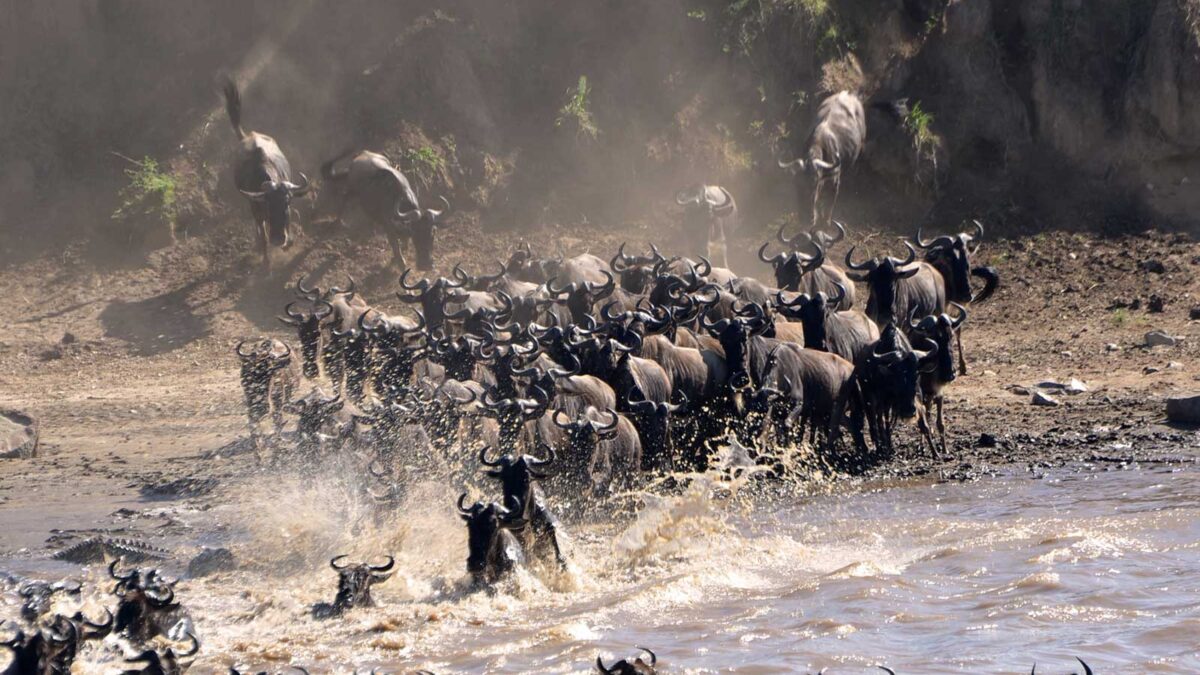 great wildebeest migration - 5 Day Serengeti & Ngorongoro Great Migration Safari Tour