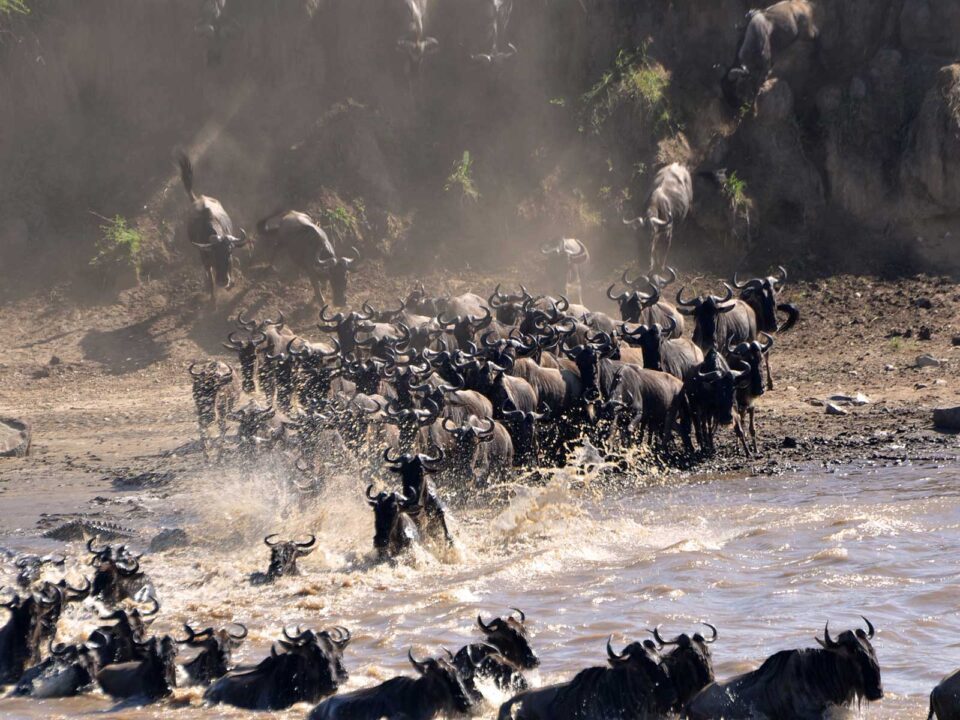 great wildebeest migration - 5 Day Serengeti & Ngorongoro Great Migration Safari Tour