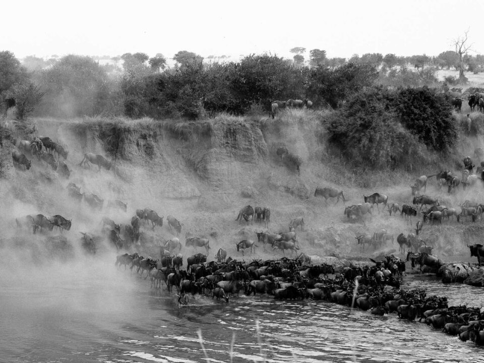 Witnessing the Great Migration in April and May