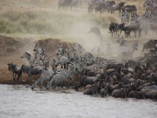 wildebeest migration - 7 Day Wildebeest Migration Group Safari in Kenya