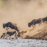 8-Day Kenya–Tanzania Great Wildebeest Migration Safari - When Is the Best Time to Witness the Great Migration in Tanzania? - Best Time to See the Great Wildebeest Migration
