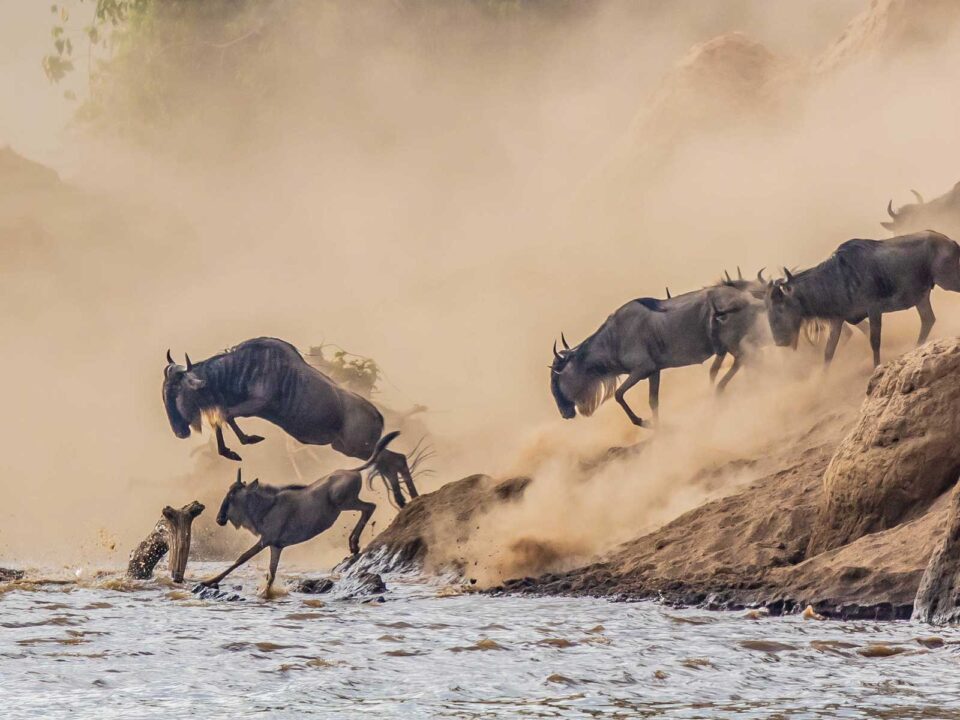 8-Day Kenya–Tanzania Great Wildebeest Migration Safari - When Is the Best Time to Witness the Great Migration in Tanzania? - Best Time to See the Great Wildebeest Migration