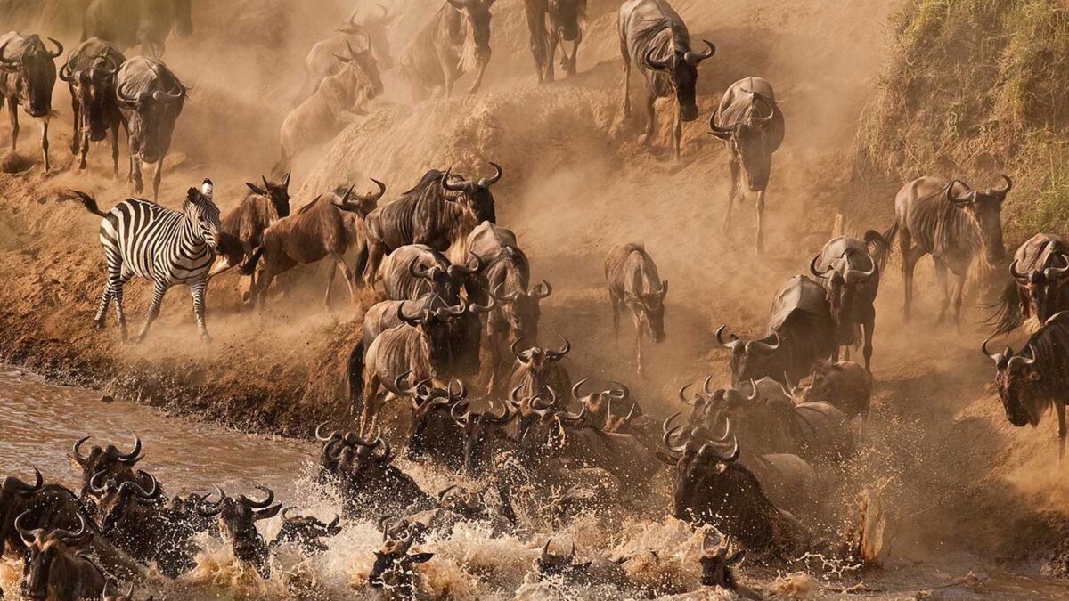 8-Day Tanzania’s Great Migration Safari - Ultimate Guide to the Wildebeest Migration Safari (2025-2026) - 8 Day Tanzania Wildlife Safari Adventure