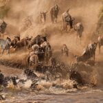 8-Day Tanzania’s Great Migration Safari - Ultimate Guide to the Wildebeest Migration Safari (2025-2026) - 8 Day Tanzania Wildlife Safari Adventure