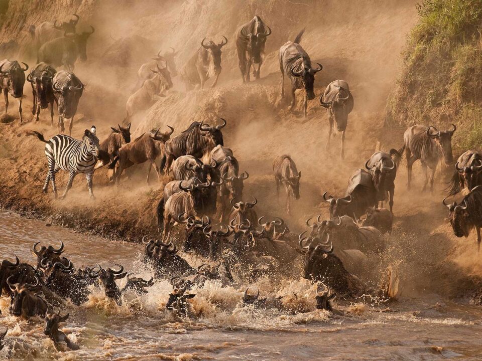 8-Day Tanzania’s Great Migration Safari - Ultimate Guide to the Wildebeest Migration Safari (2025-2026) - 8 Day Tanzania Wildlife Safari Adventure