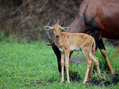 Wildlife in Akagera