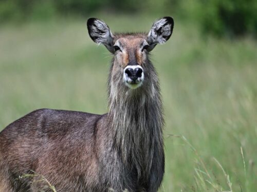 wildlife in kenya