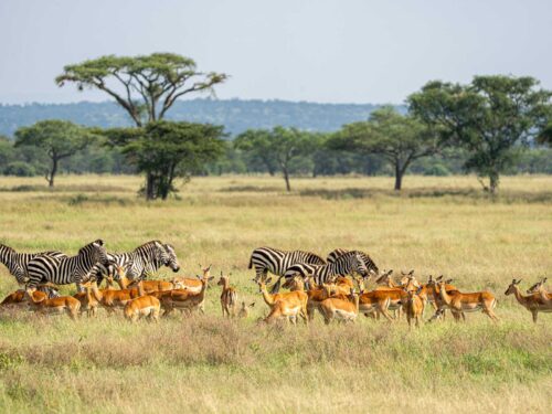 Wildlife in Africa