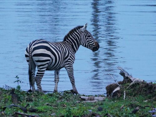 zebras in lake naivasha