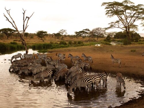 Zebras in Serengeti National Park