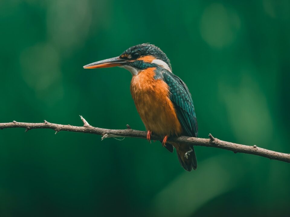 Birdwatching in Bwindi Impenetrable Forest National Park