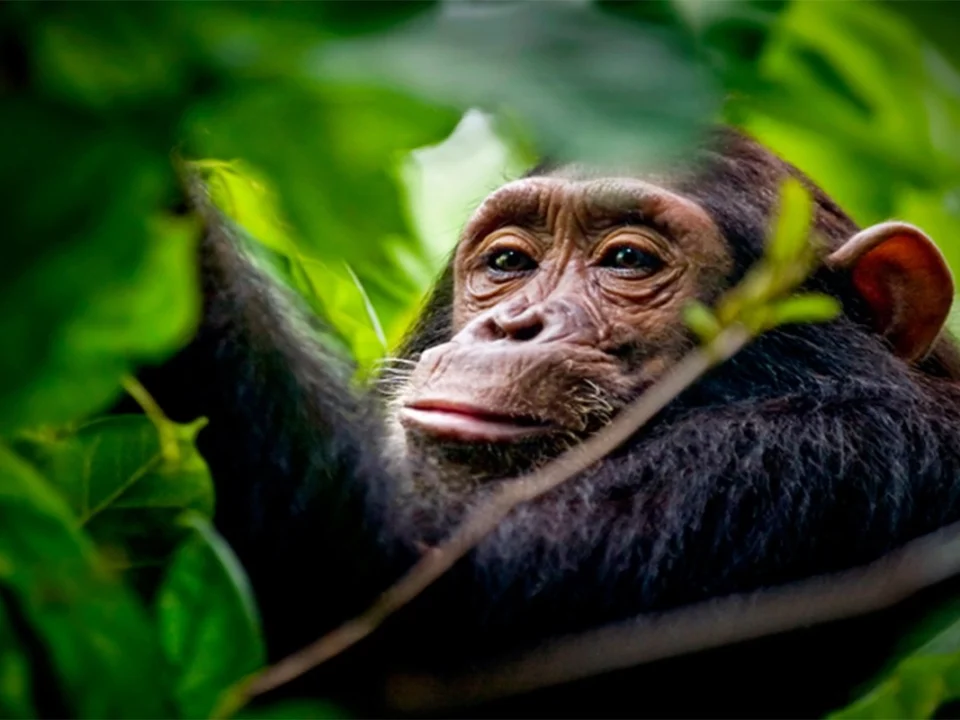 Filming Chimpanzees at Ngogo Research Center in Kibale - Top Things to See and Do in Uganda (Beyond Gorilla Trekking)