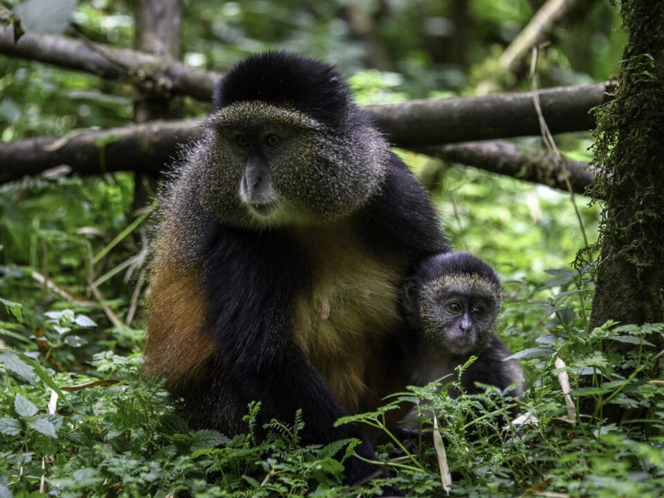 Golden Monkey Trekking in Gishwati-Mukura National Park