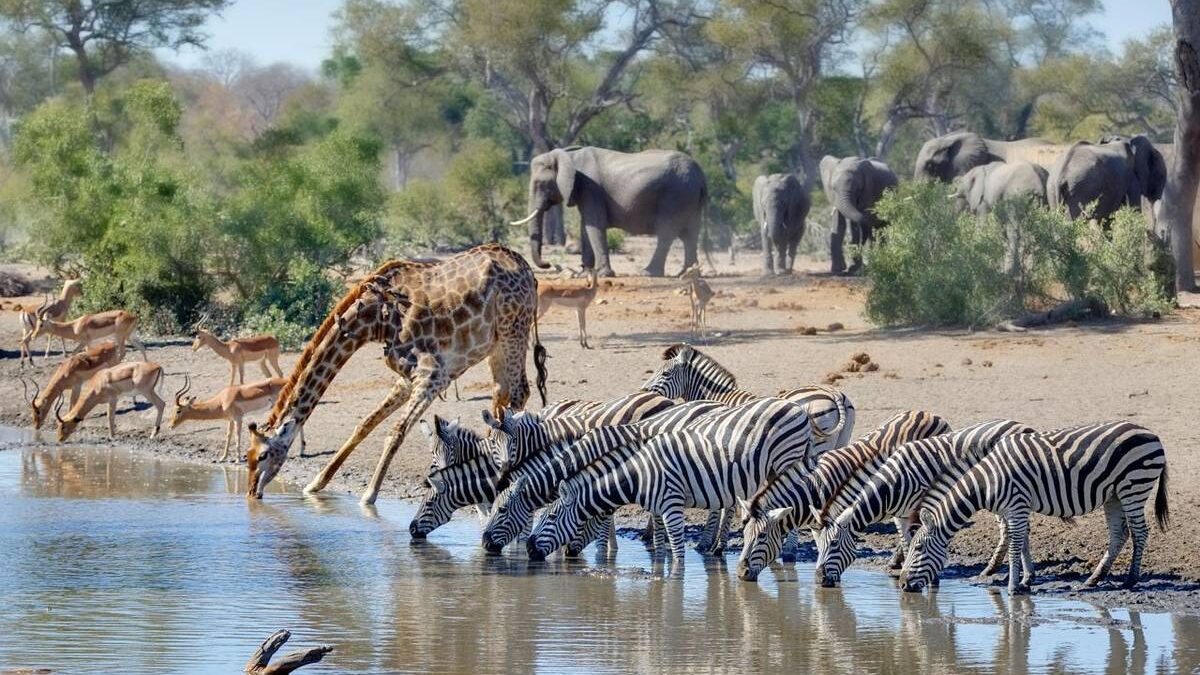 Tailor-Made African Safari Tours & Packages for 2025–2026