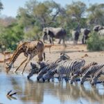 Tailor-Made African Safari Tours & Packages for 2025–2026