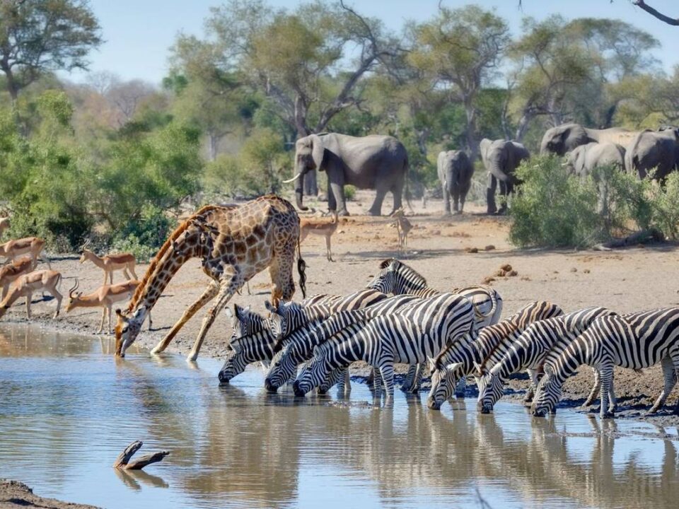 Tailor-Made African Safari Tours & Packages for 2025–2026