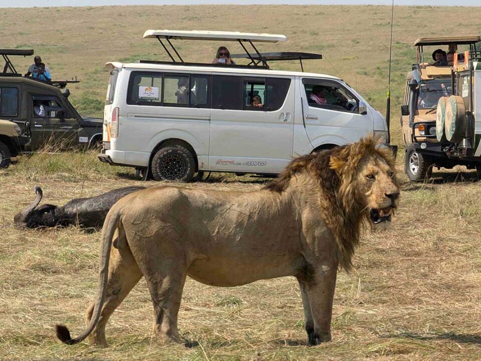 14 Day Kenya, Tanzania & Uganda Safari Adventure