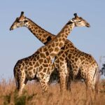 Namibia Giraffe Conservation Safari
