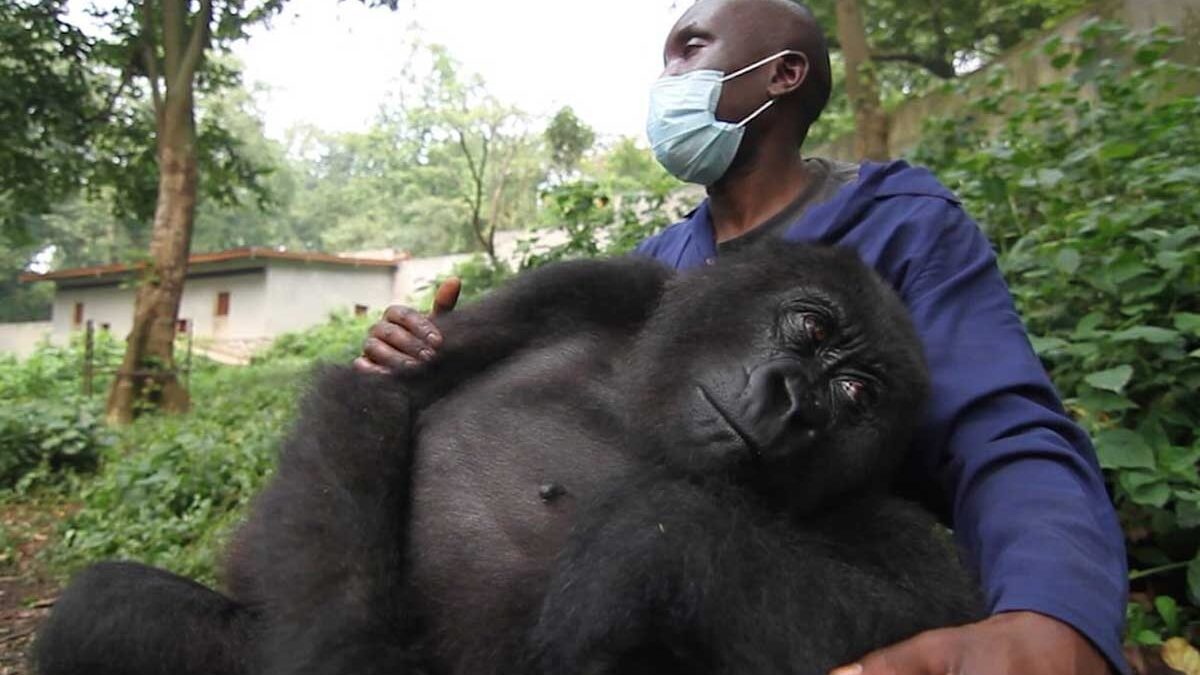 Senkwekwe Mountain Gorilla Orphanage