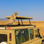 Witness Cheetahs Jumping on Safari Vehicles in Serengeti