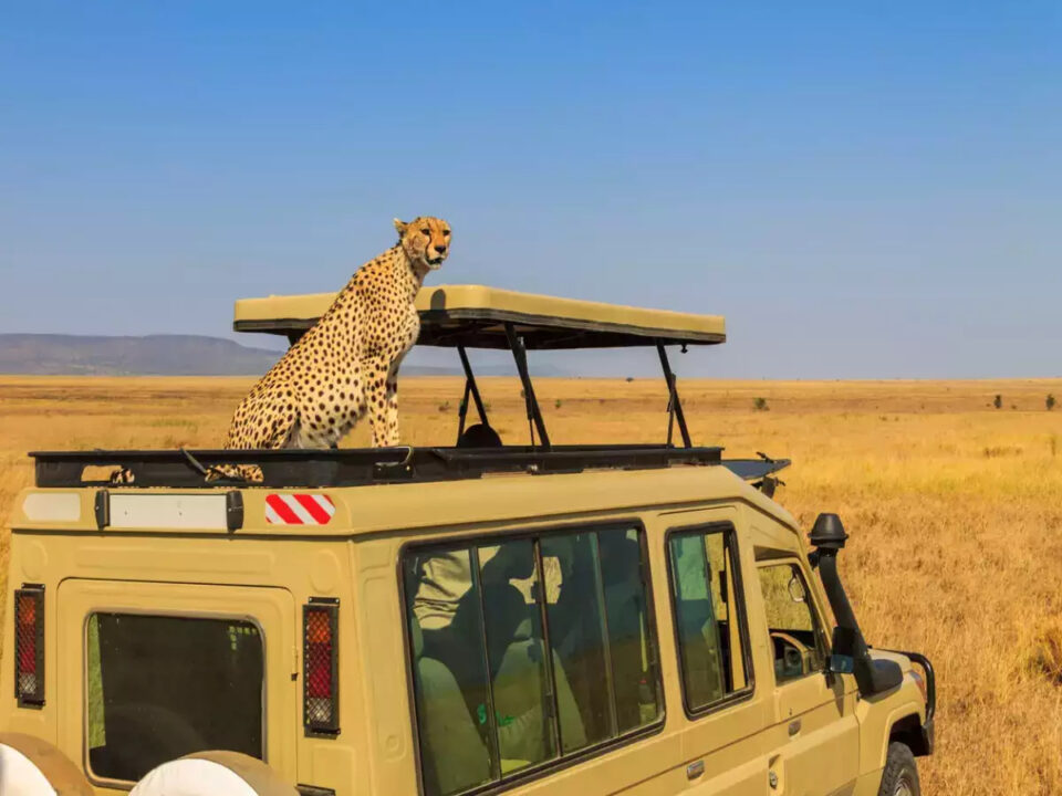 Witness Cheetahs Jumping on Safari Vehicles in Serengeti