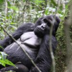 12 Day Uganda Gorilla Trekking and Zambia Wildlife Safari